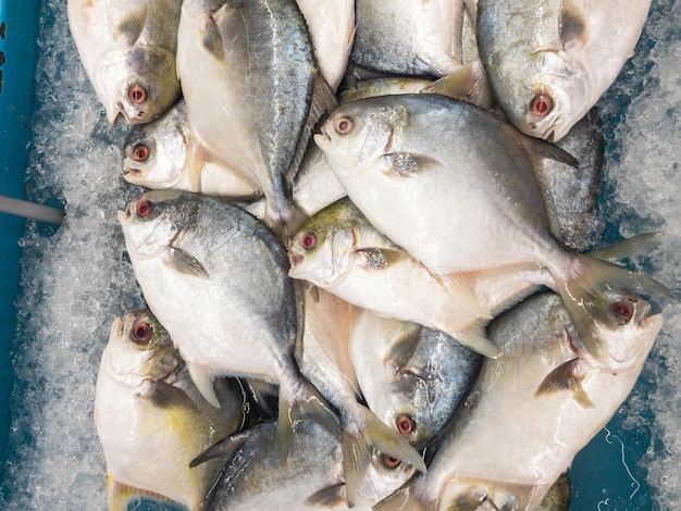 Foto pez pomfret dorado en exhibición en el mercado de pescado