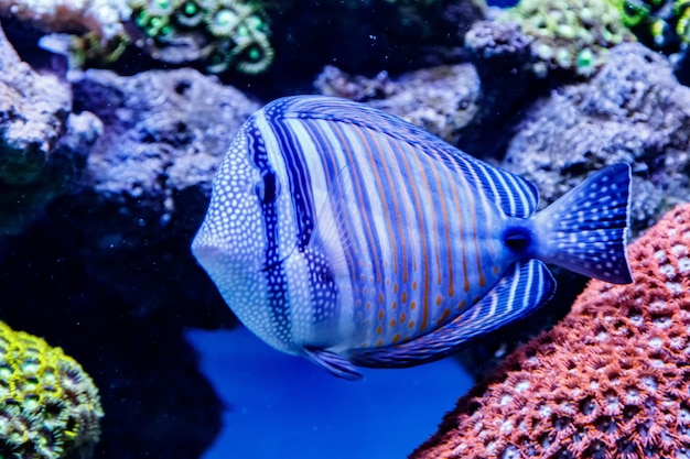 Pez Rayado Cirujano Acanthurus lineatus