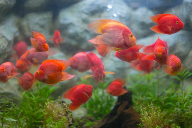 Pez rojo en el acuario