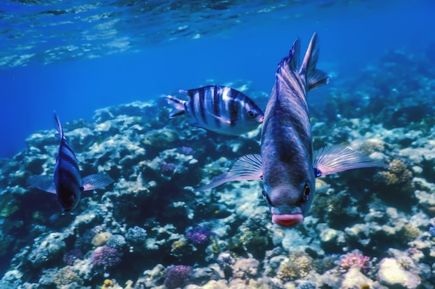 Pez sargento de cola de tijera (Abudefduf sexfasciatus) pez damisela de cola de tijera bajo el agua, aguas tropicales, vida marina