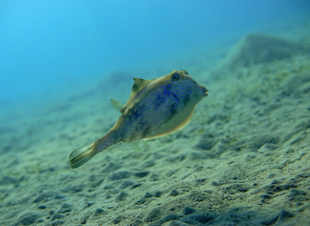 Pez torreta jorobada Pez torreta espinosa Tetrosomus gibbosus