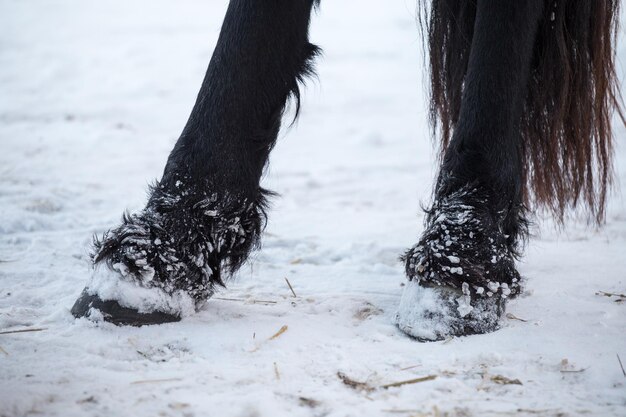 Pezuñas de caballos frisones en invierno