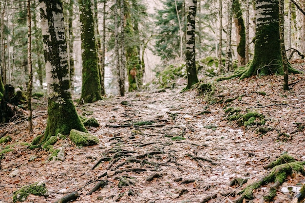 Pfad am Hang mit Baumwurzeln im Laub biogradska gora montenegro