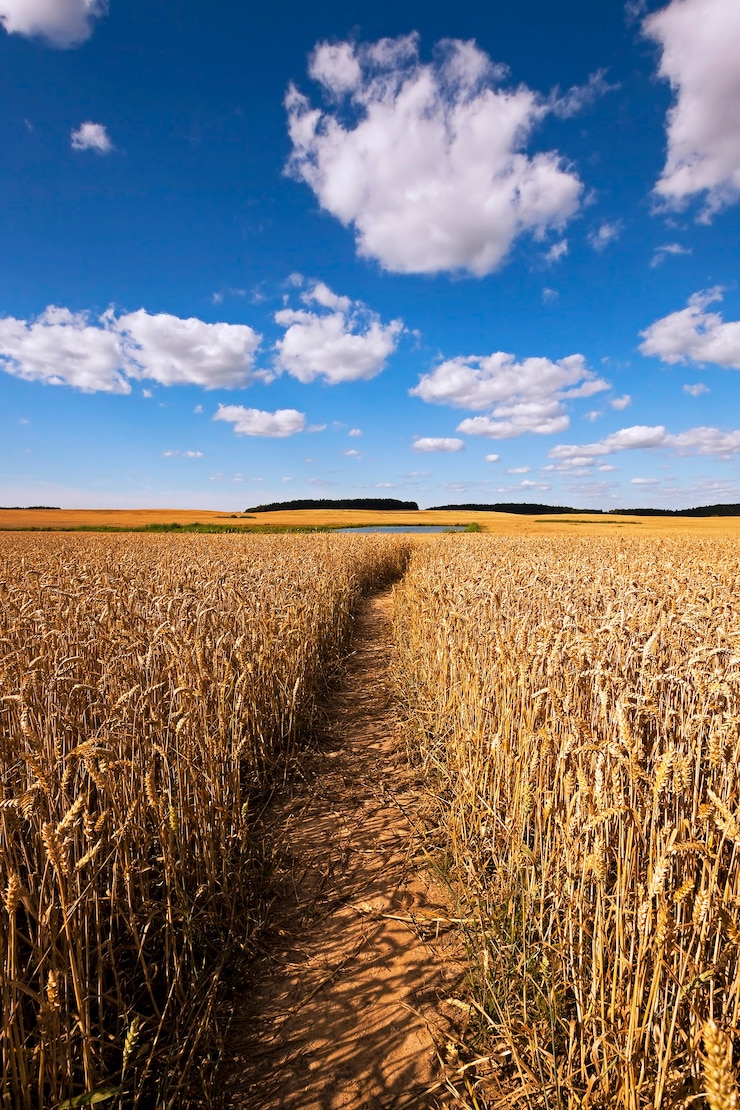 Foto pfad auf dem feld menschen trampelten mit roggen durch ein landwirtschaftliches feld