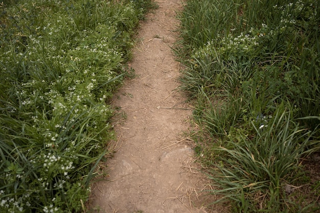 Pfad durch ein grünes Gras auf dem Land