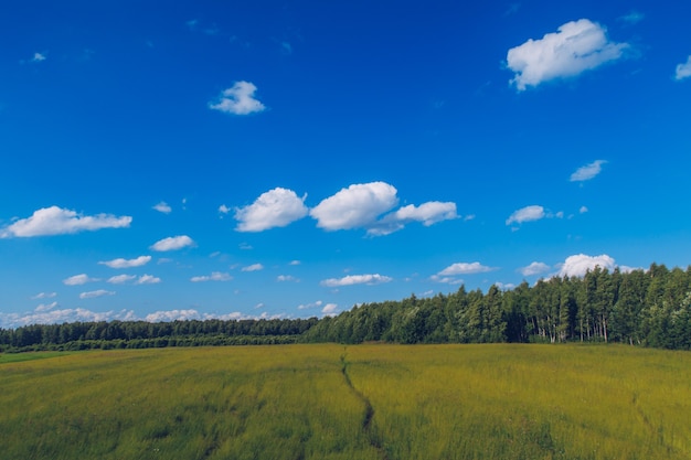 Pfad im Feldgras. Malerische Sommerlandschaft der Wiese mit Wolken auf blauem wunderbarem Himmelansichthintergrund Grüne Wiesenlandschaft stockfoto.