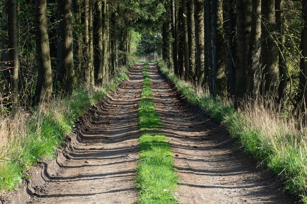 Pfad im Frühlingswald und an den Seiten wächst Gras