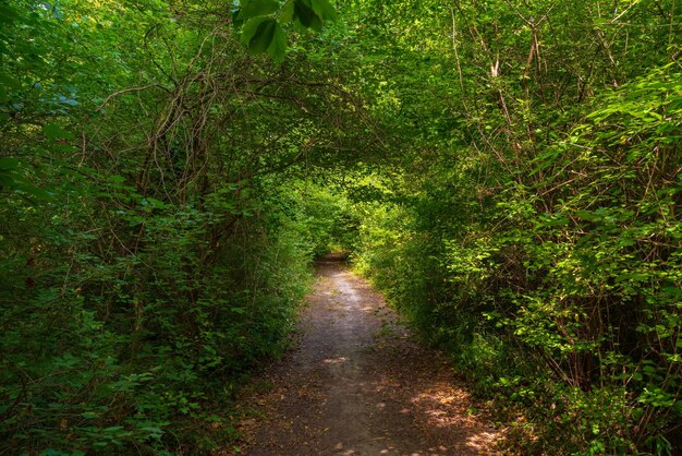 Pfad im grünen dichten Sommerwald