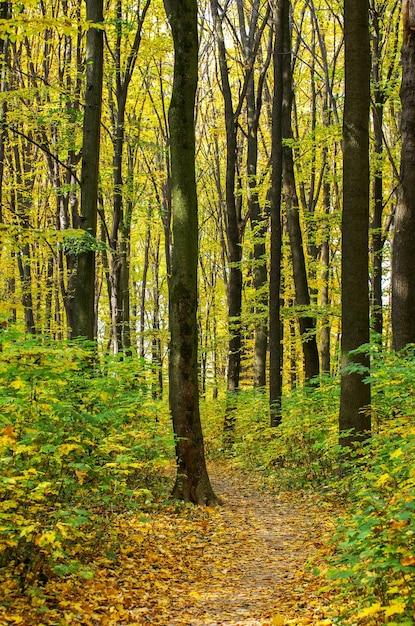 Pfad im Herbstpark