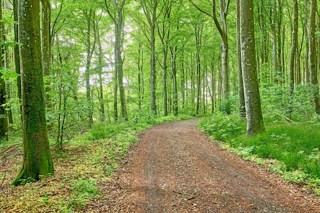 Pfad im ländlichen Wald für eine friedliche Fahrt durch den Wald Landschaft eines lebendigen Waldgebiets mit hohen grünen Bäumen in ihrer natürlichen Umgebung Malerische Auffahrt für ein Abenteuer in der Natur