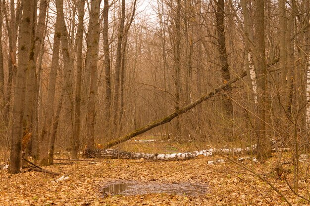 Pfad im Wald durch einen umgestürzten Baum blockiert