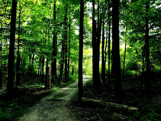 Foto pfad im wald