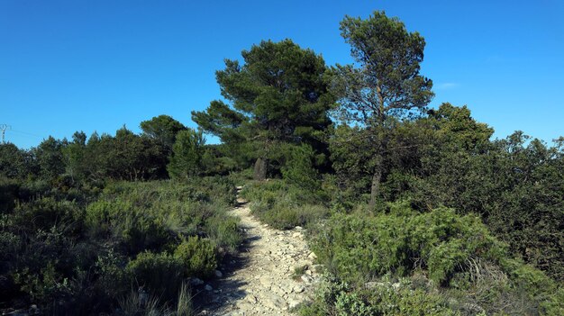 Pfad mit Steinen im Wald in den Bergen Spaniens. Provinz Alicante, Carasqueta-Pass. Kiefern