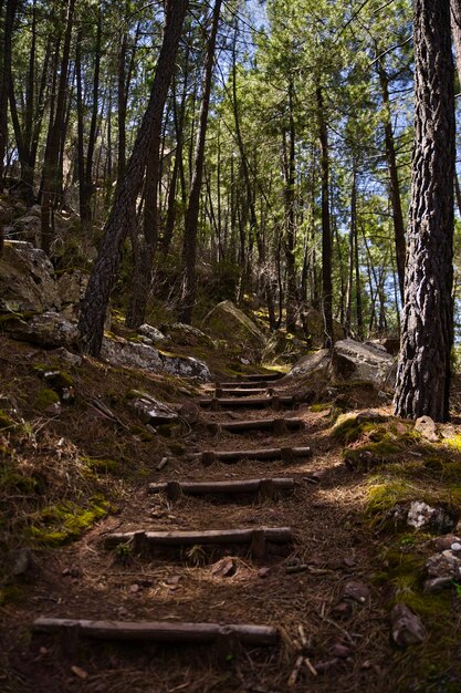 Pfad mit Treppe mitten in einem Pinienwald Pinares de Rodeno
