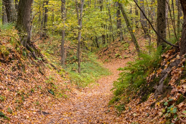 Pfad schlängelt sich durch einen Wald. Goldene Waldlandschaft während der Herbstsaison. Das gefallene Laub. Frühherbst.