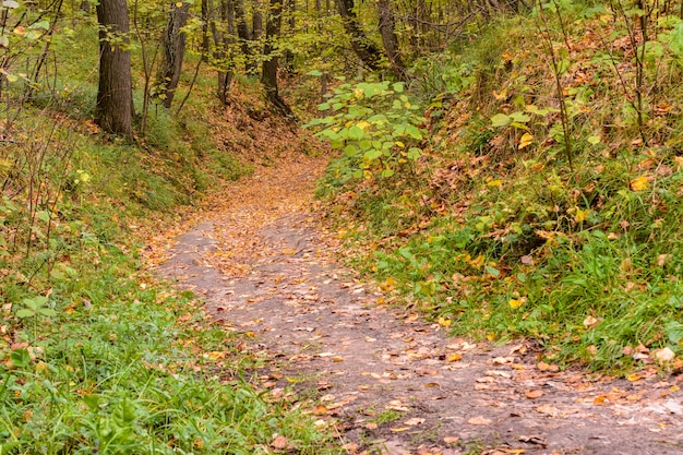 Pfad schlängelt sich durch einen Wald. Goldene Waldlandschaft während der Herbstsaison. Das gefallene Laub. Frühherbst.