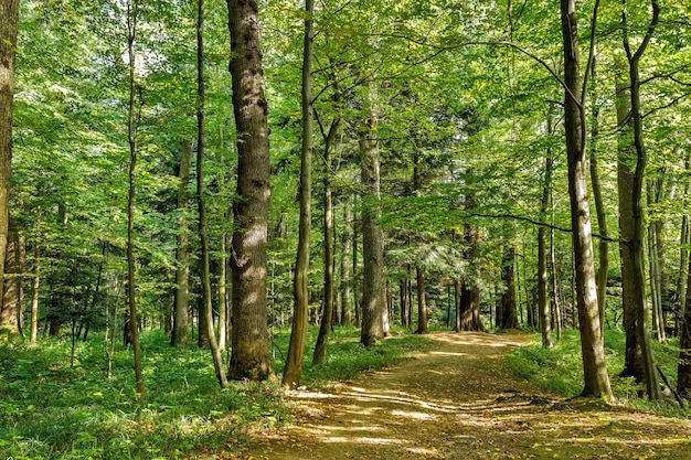 Pfad Straße Weg Weg am sonnigen Tag im Sommer Sunny Forest bei Sonnenuntergang oder Sonnenaufgang.