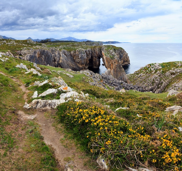 Pfad und Sommer blühende felsige Küste mit gelben Büschen (Asturien, Spanien).
