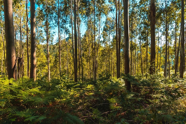 Pfad zwischen Bäumen des Naturparks Listorreta in der Stadt Errenteria im Park