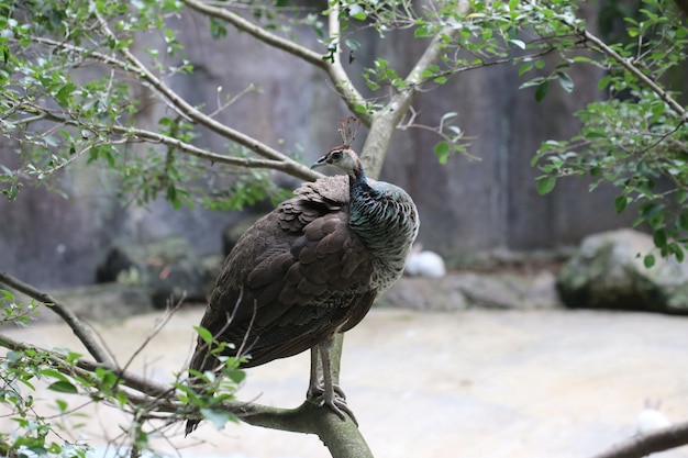 Pfau auf Baum