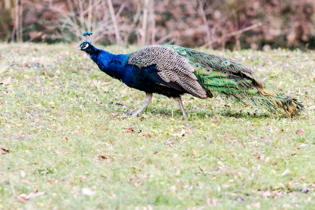 Pfau auf dem Gebiet angesichts des Tages