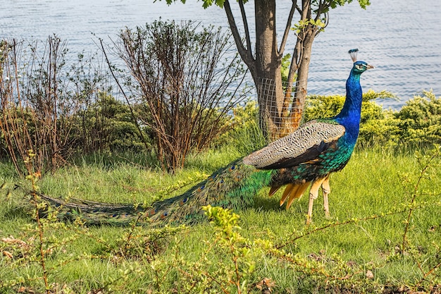 Pfau auf der Wiese in der Nähe des Flusses.