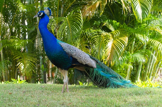 Pfau auf einer grünen Natur