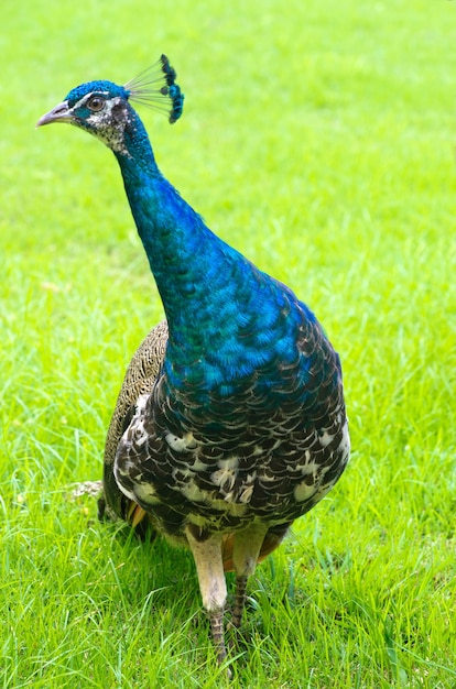 Pfau auf grünem Hintergrund