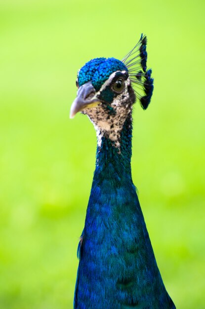 Pfau auf grüner Natur