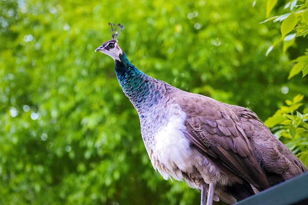 Pfau auf natürlichem Hintergrund