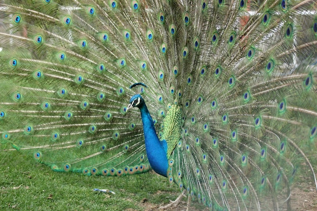 Pfau, der sein helles Gefieder zeigt