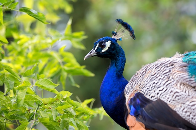 Pfau ein Porträt