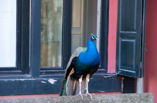 Pfau im Freien im Park