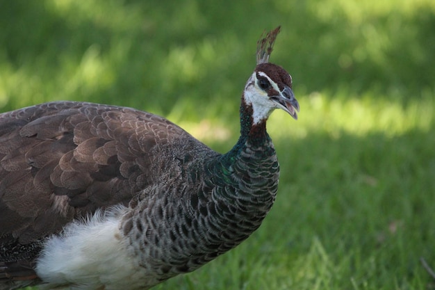 Pfau im Shakespear Regional Park von Auckland Neuseeland