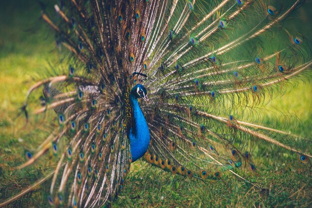 Pfau mit ausgebreitetem buntem Schwanz