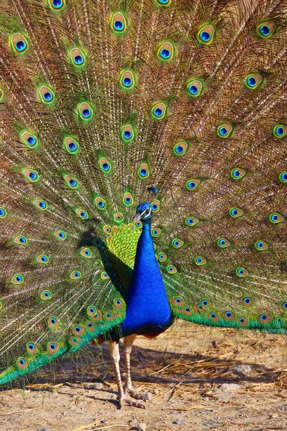 Pfau mit Federn heraus