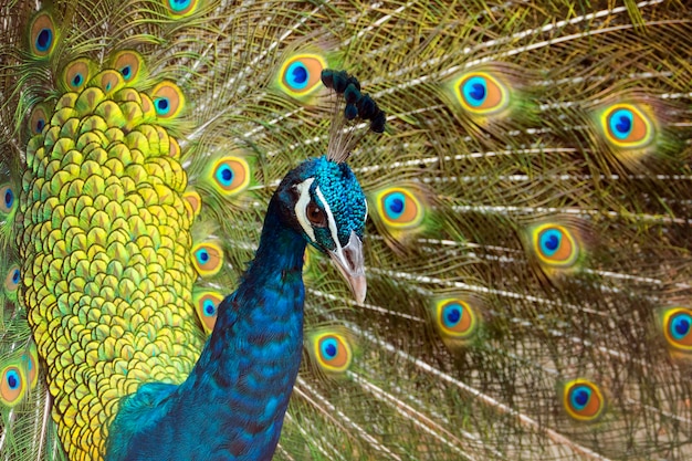 Pfau mit Federn heraus