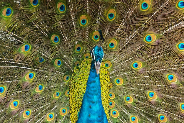 Pfau mit Federn heraus