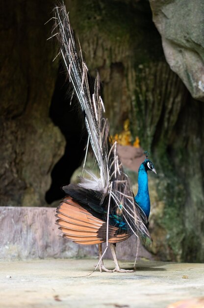 Pfau mit schönen Federn Nahaufnahme eines Pfaus