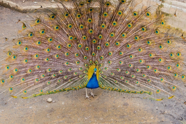 Pfau mit Schwanz und Federn.