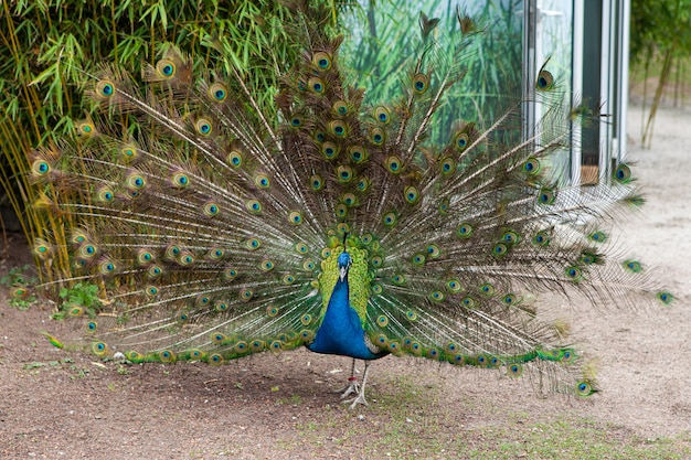 Pfau. Nahaufnahme des Pfaus, der seine schönen Federn zeigt. Schöner Pfau. männlicher Pfau, der seine Schwanzfedern anzeigt. Verbreitete Schwanzfedern des Pfaus datieren. Pfau Nahaufnahme mit Feder offen