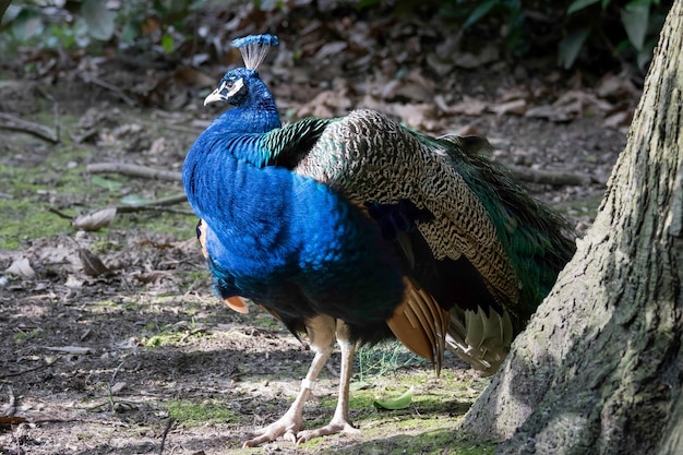 Pfau (Pavo cristatus)