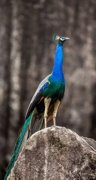 Pfau sitzt auf einem Stein