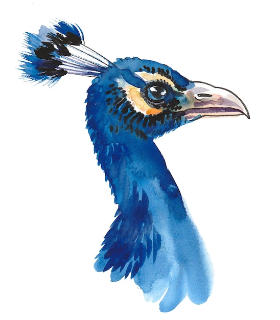 Pfau Vogelkopf. Tusche- und Aquarellzeichnung