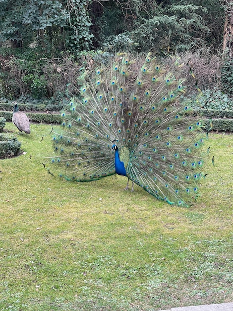 Pfau zeigt seine Federn ausgebreitet