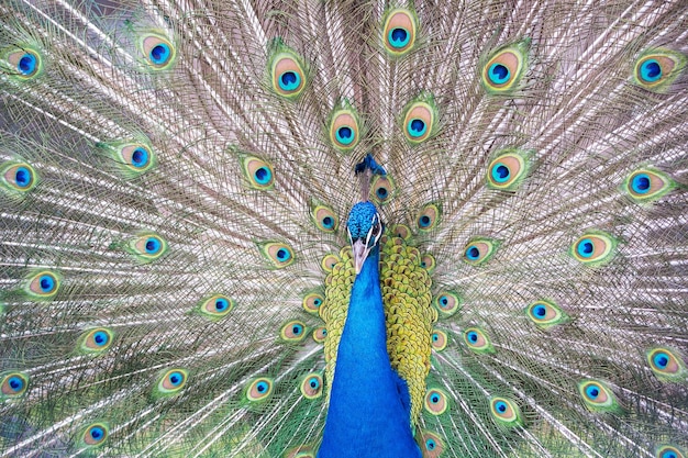 Pfau zeigt seine schönen Federn