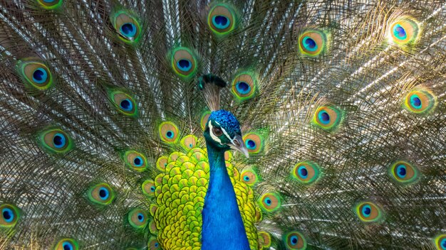 Pfau zeigt seine schönen Federn