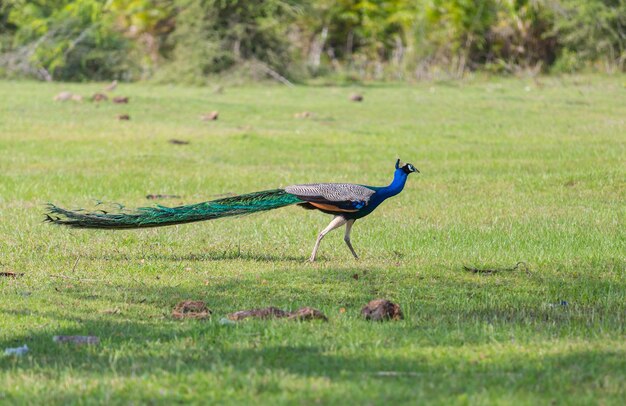 Pfau