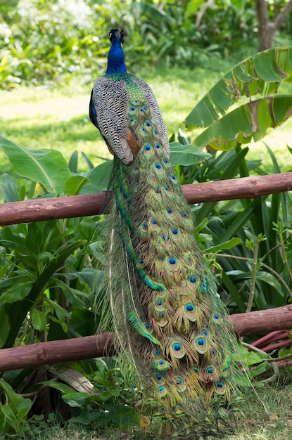 Pfau