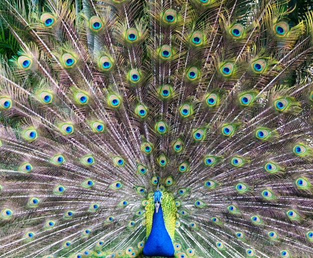 Pfau